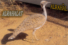 ������ ������� alrah�al
